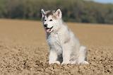 ALASKAN MALAMUTE 202